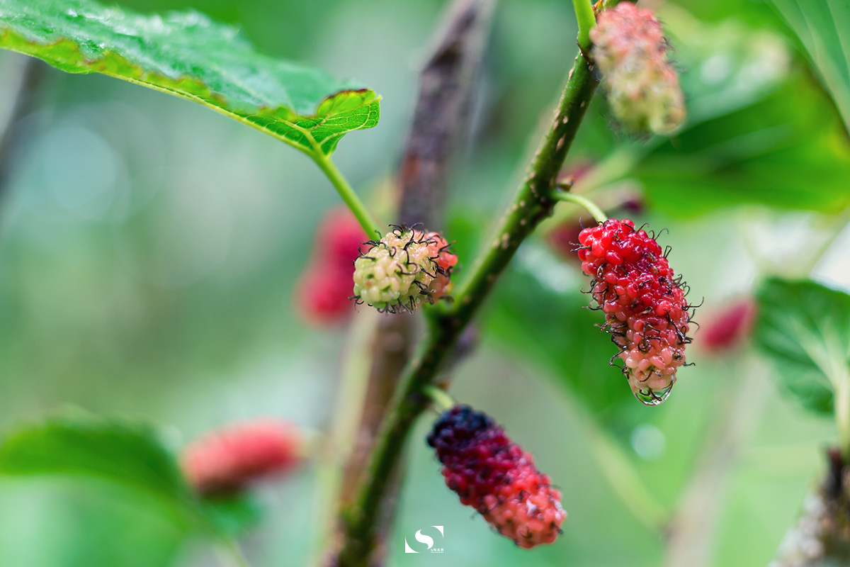 Food Photography - Mulberry 01
