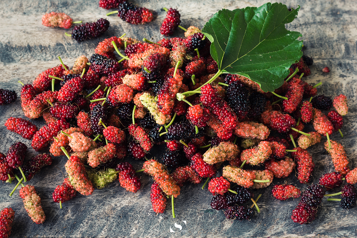 Food Photography - Mulberry 08